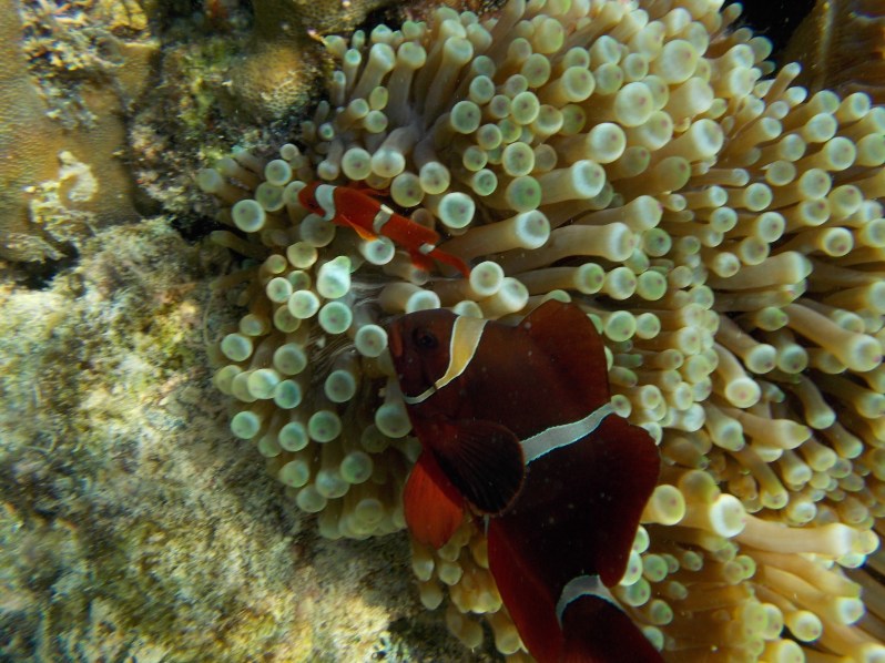 miniloc-clownfish-el-nido