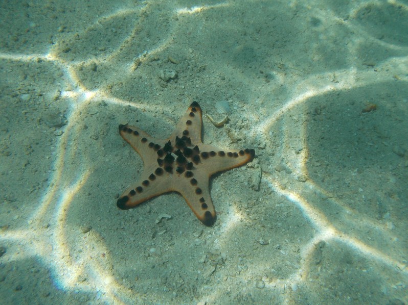starfish-island-puerto-princesa