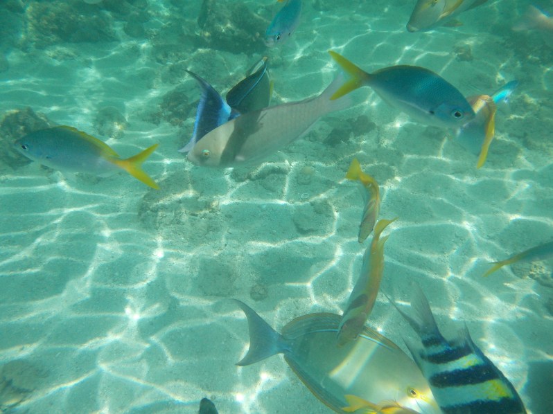 starfish-island-puerto-princesa
