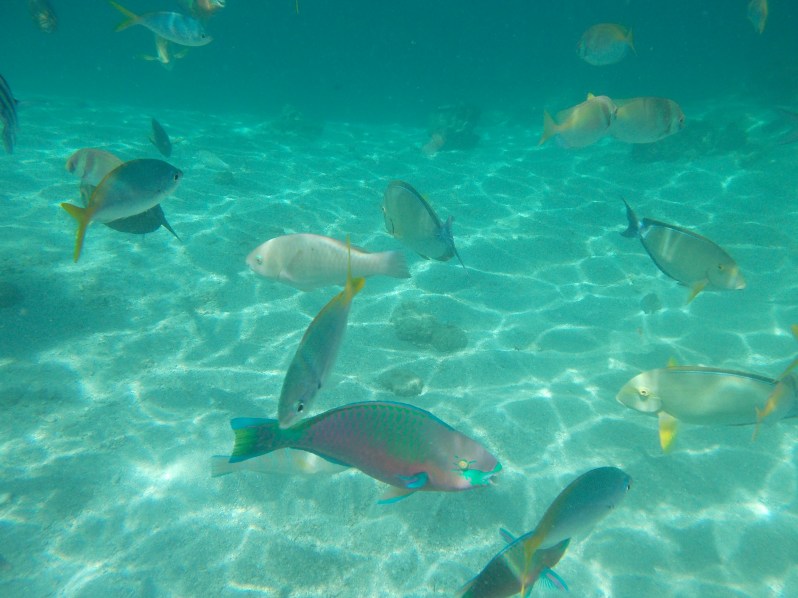 starfish-island-puerto-princesa