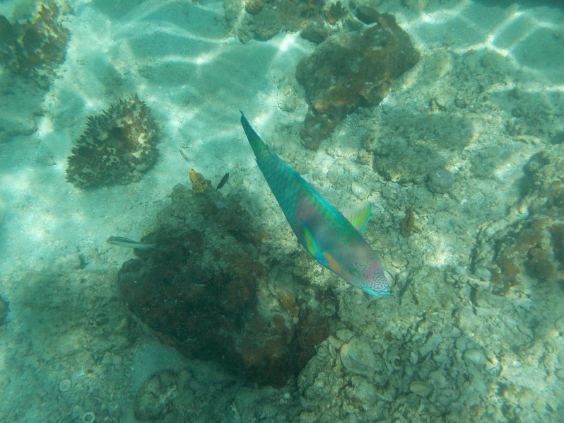 starfish-island-puerto-princesa