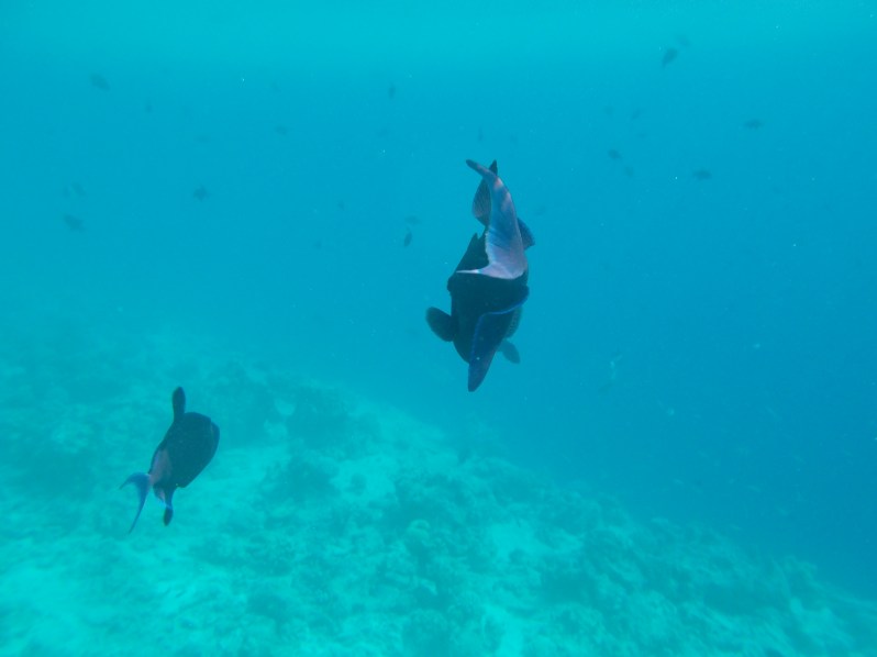 maldives-reethi-snorkel-wwellend