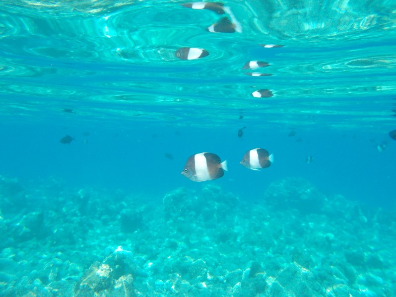 maldives-reethi-snorkel-wwellend