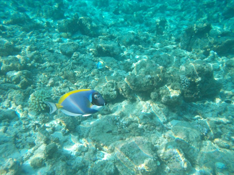 maldives-reethi-snorkel-wwellend