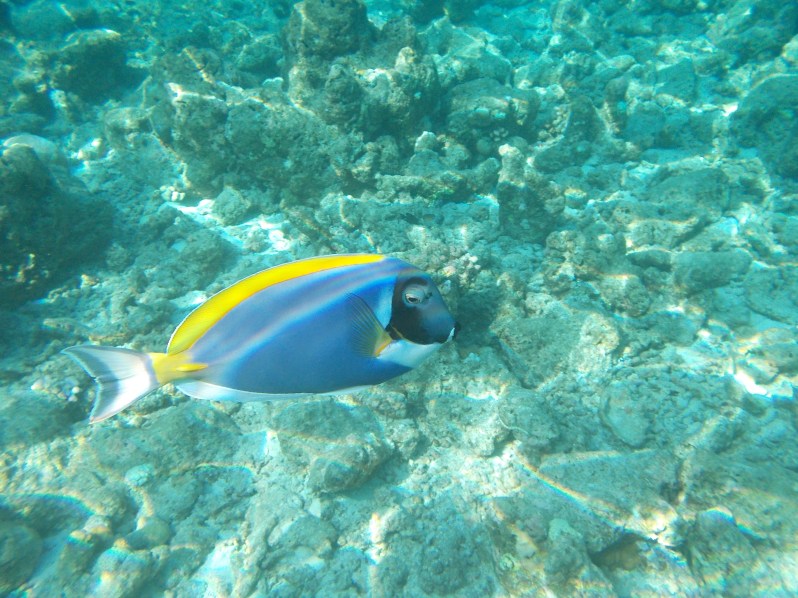 maldives-reethi-snorkel-wwellend