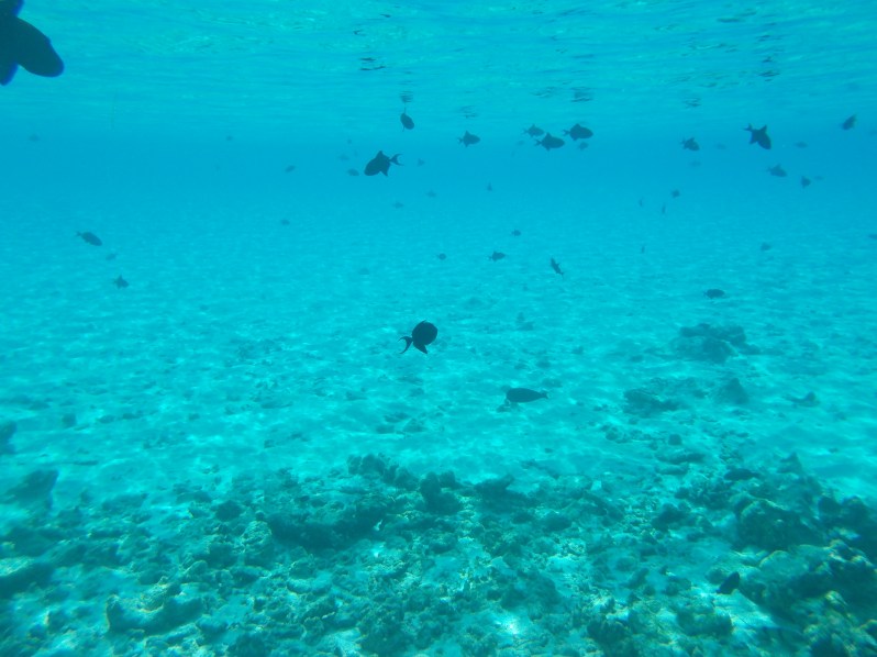 maldives-reethi-snorkel-wwellend