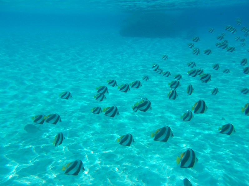 reethi-maldives-wwellend-snorkel