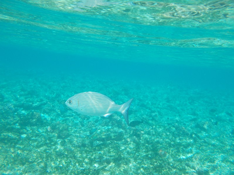 maldives-reethi-snorkel-wwellend