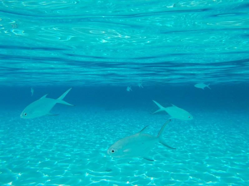 maldives-reethi-snorkel-wwellend