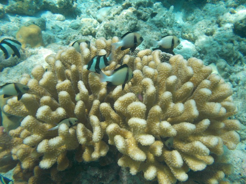 maldives-reethi-snorkel-wwellend