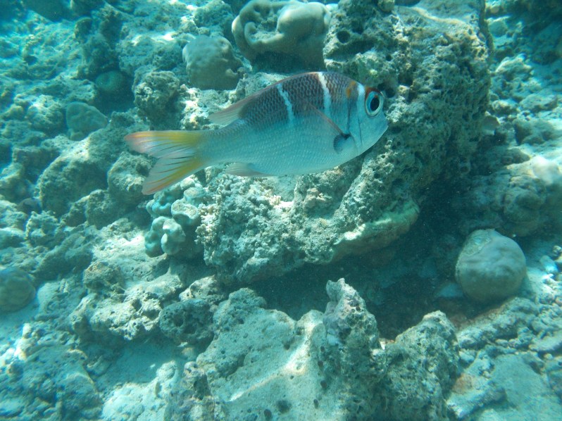 maldives-reethi-snorkel-wwellend