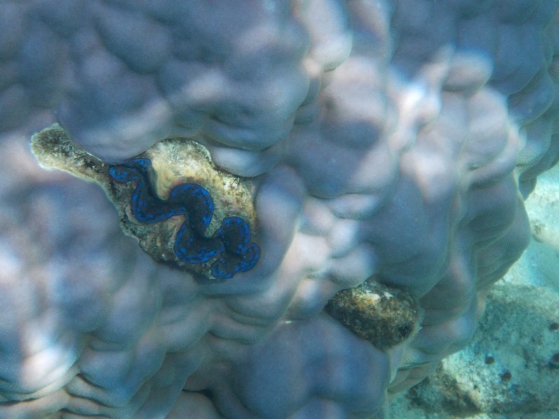 maldives-reethi-snorkel-wwellend