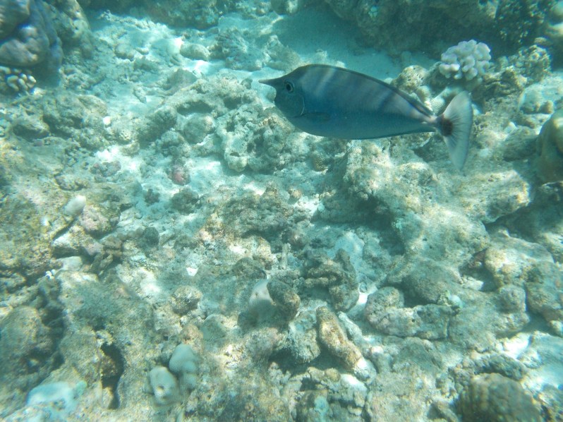 maldives-reethi-snorkel-wwellend