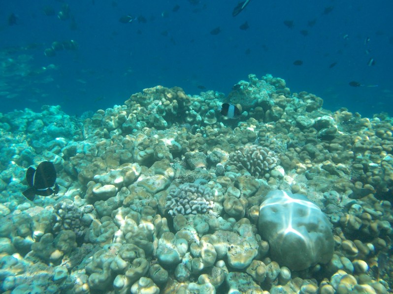 maldives-reethi-snorkel-wwellend