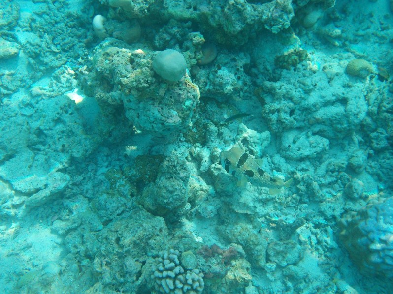 maldives-reethi-snorkel-wwellend