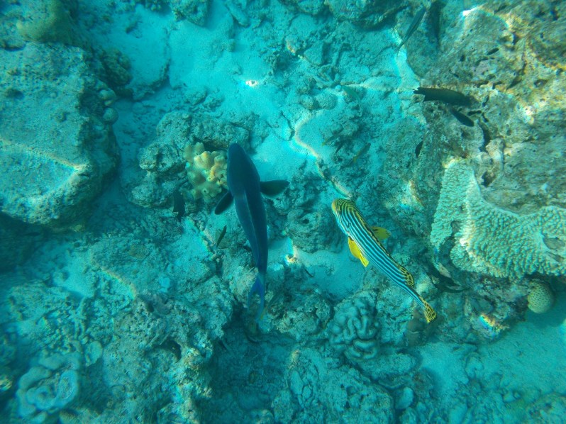 maldives-reethi-snorkel-wwellend
