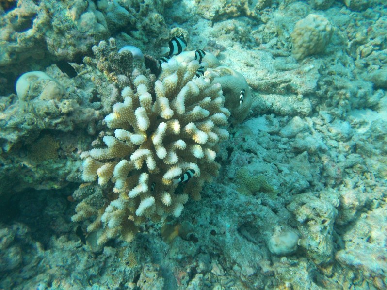 maldives-reethi-snorkel-wwellend