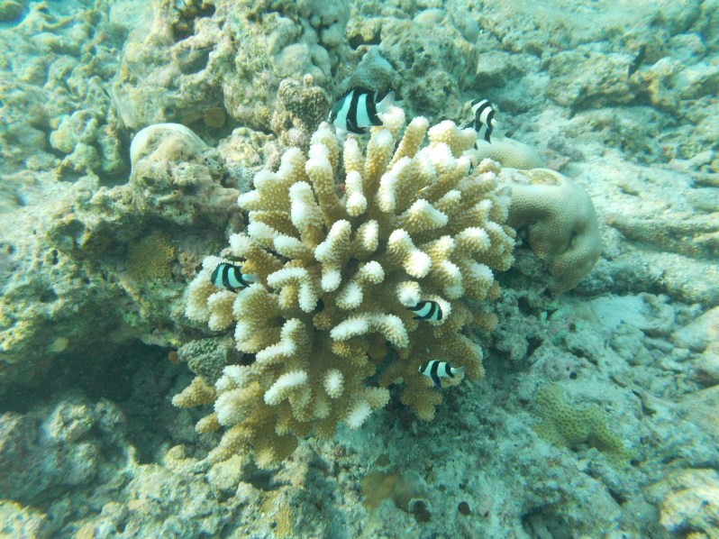 maldives-reethi-snorkel-wwellend
