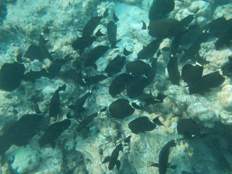 maldives-reethi-snorkel-wwellend