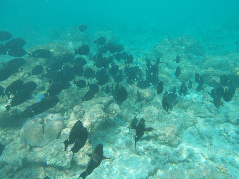 maldives-reethi-snorkel-wwellend