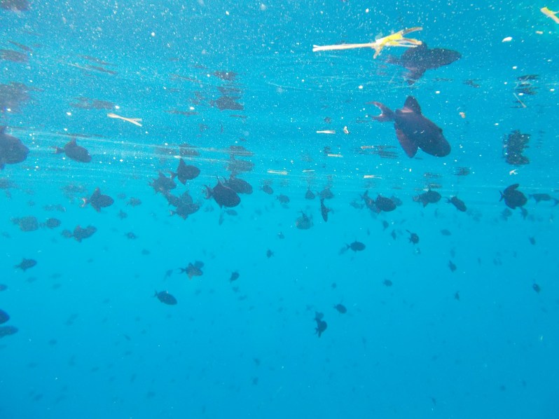 maldives-reethi-snorkel-wwellend