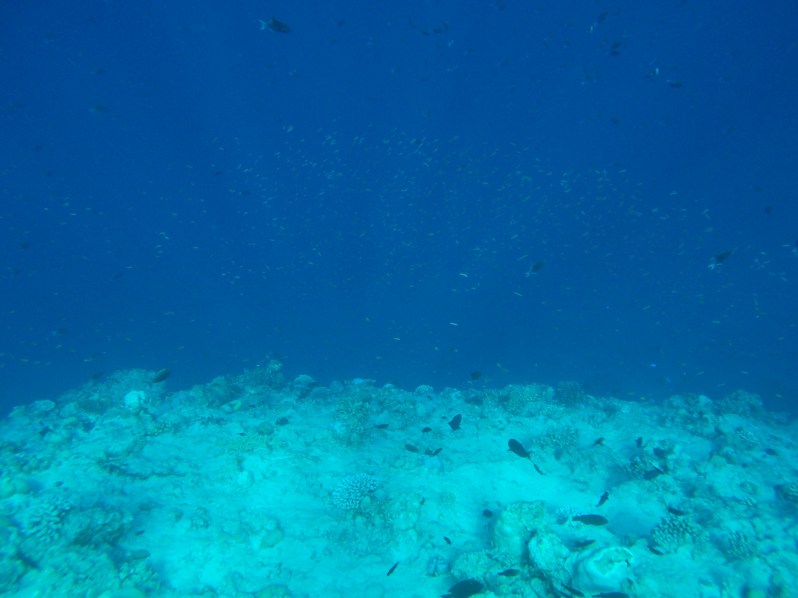 maldives-reethi-snorkel-wwellend