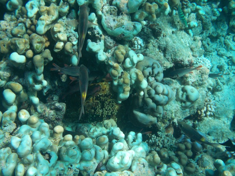 maldives-reethi-snorkel-wwellend