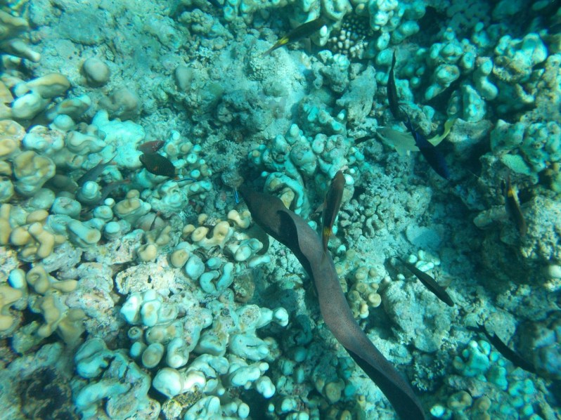 maldives-reethi-snorkel-wwellend