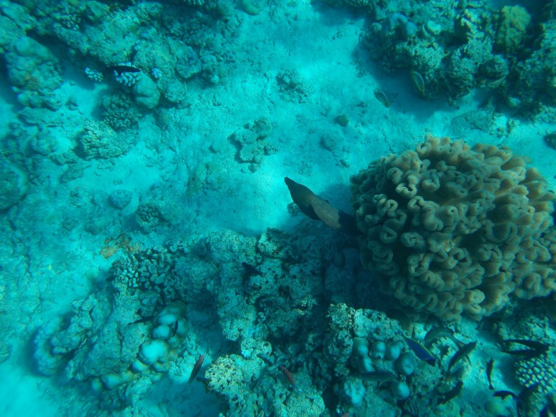 maldives-reethi-snorkel-wwellend