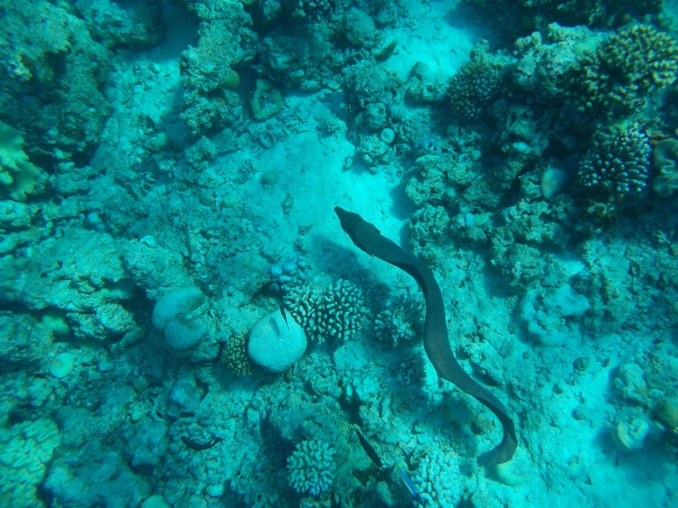 maldives-reethi-snorkel-wwellend