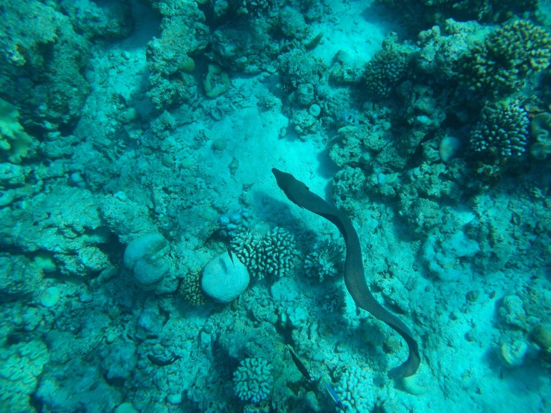maldives-reethi-snorkel-wwellend