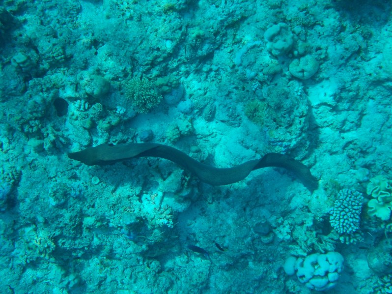 maldives-reethi-snorkel-wwellend