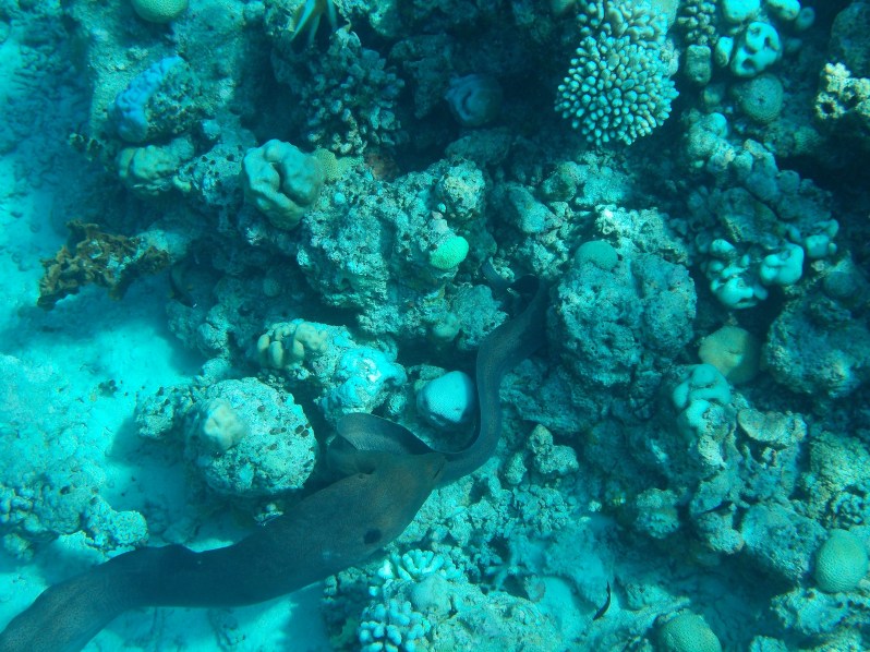 maldives-reethi-snorkel-wwellend