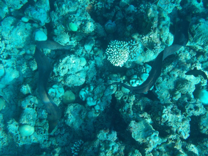 maldives-reethi-snorkel-wwellend
