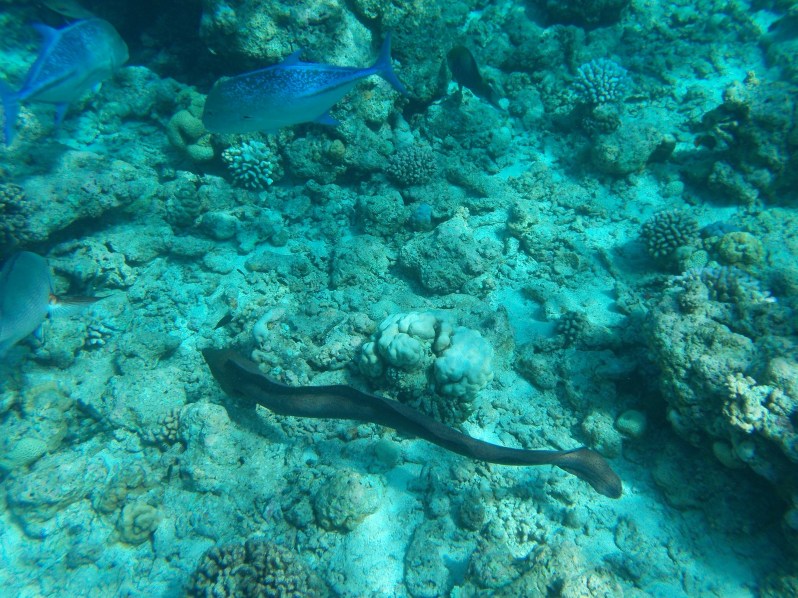 maldives-reethi-snorkel-wwellend
