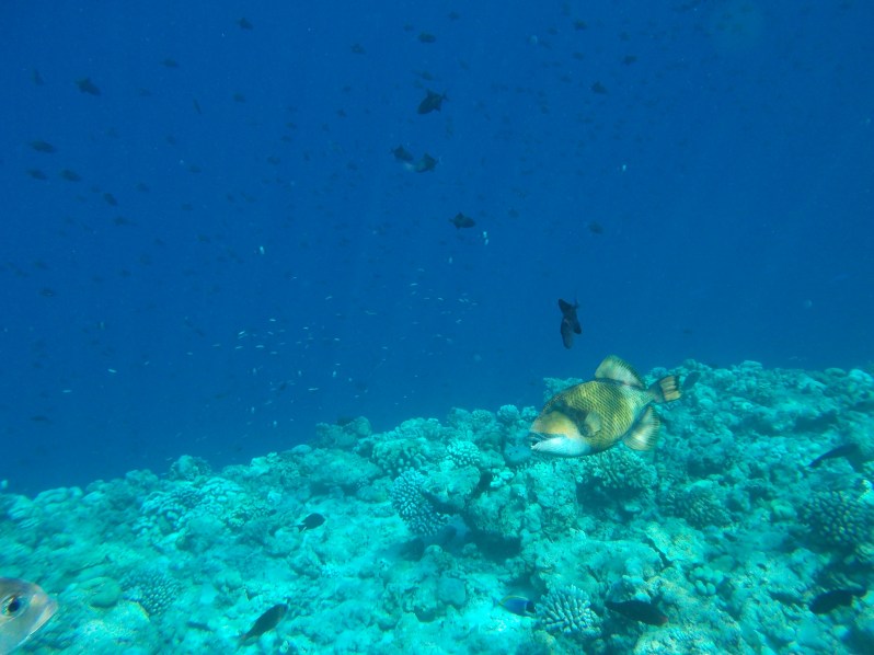 maldives-reethi-snorkel-wwellend