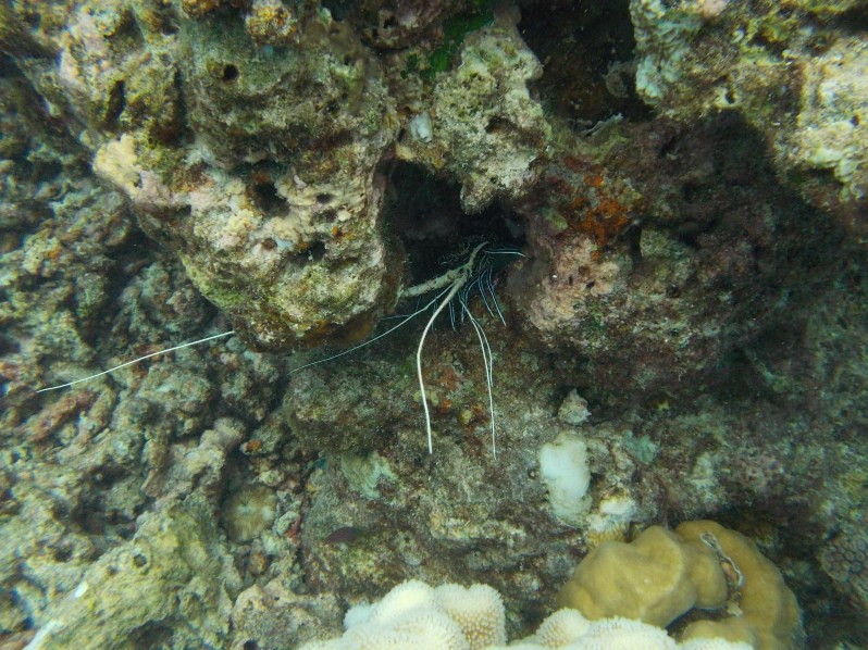 maldives-reethi-snorkel-wwellend