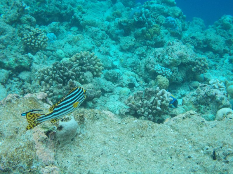 maldives-reethi-snorkel-wwellend