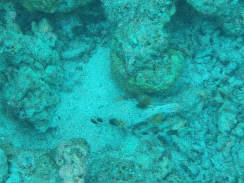 maldives-reethi-snorkel-wwellend