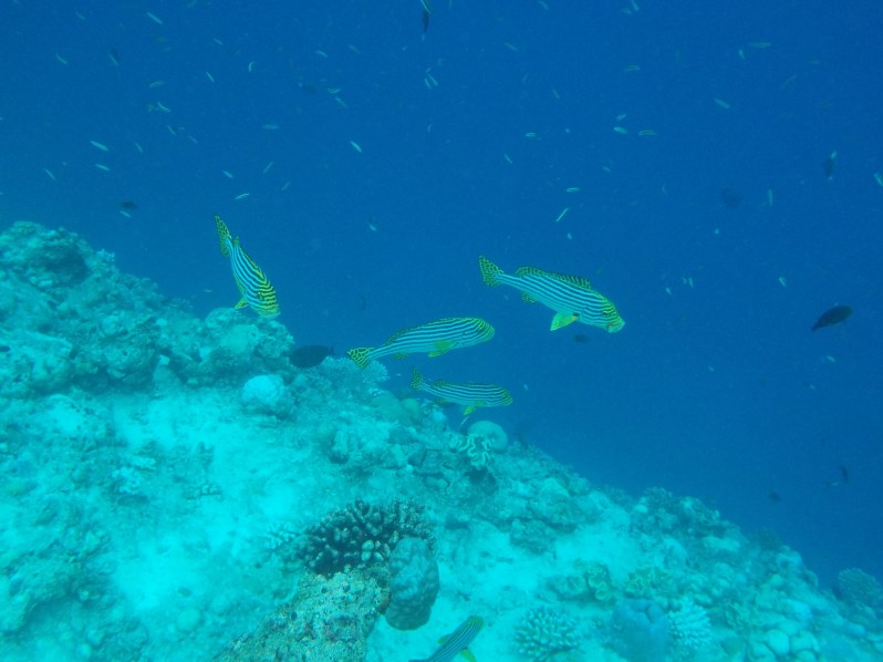 maldives-reethi-snorkel-wwellend