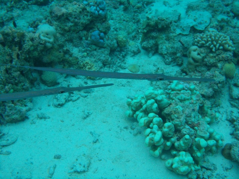 maldives-reethi-snorkel-wwellend