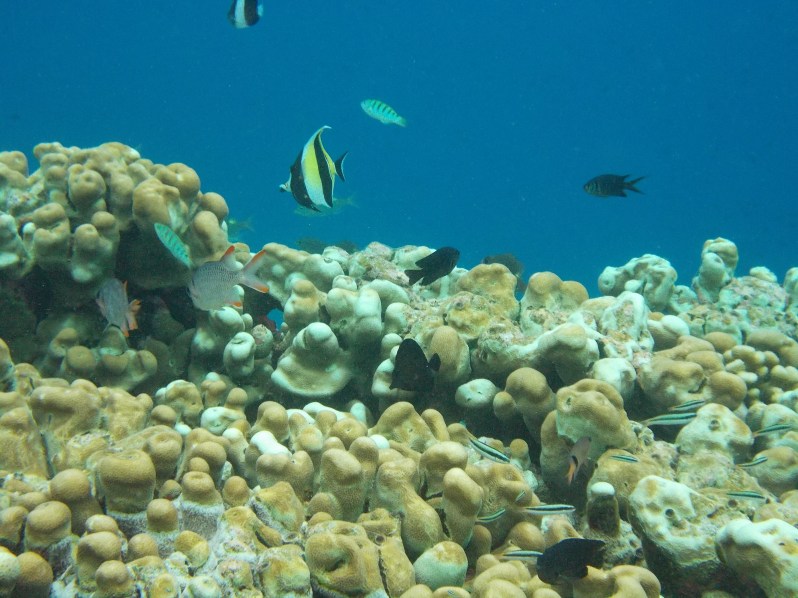 maldives-reethi-snorkel-wwellend