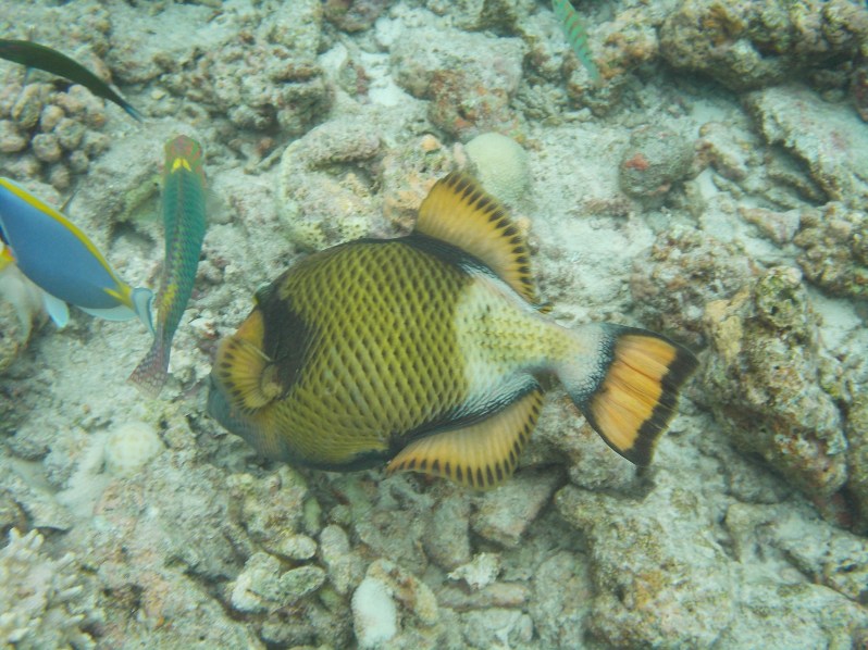 maldives-reethi-snorkel-wwellend