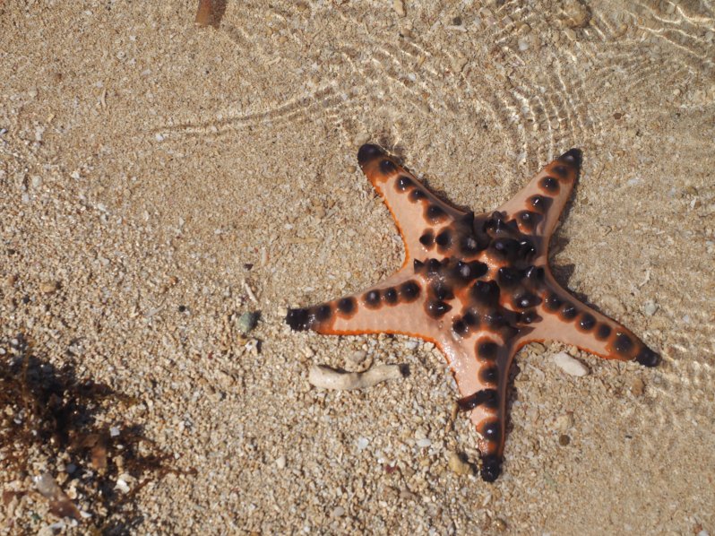 starfish-island-puerto-princesa