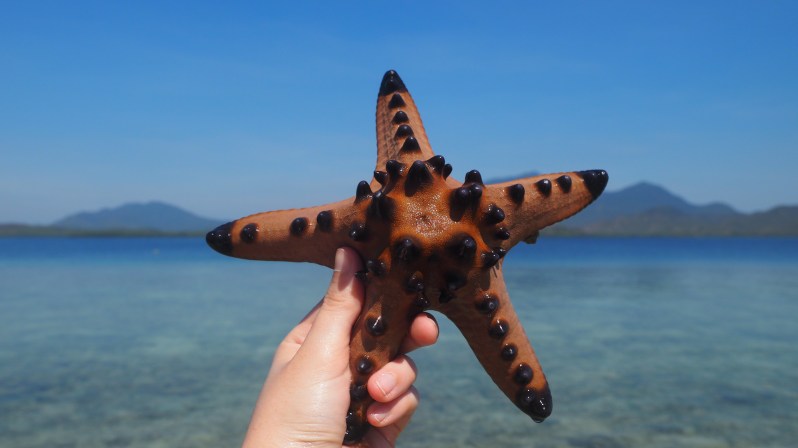 starfish-island-puerto-princesa