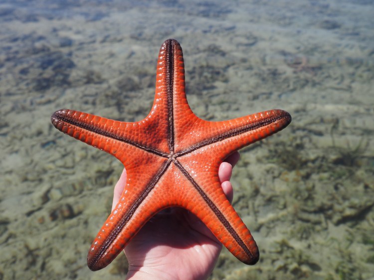 starfish-island-puerto-princesa