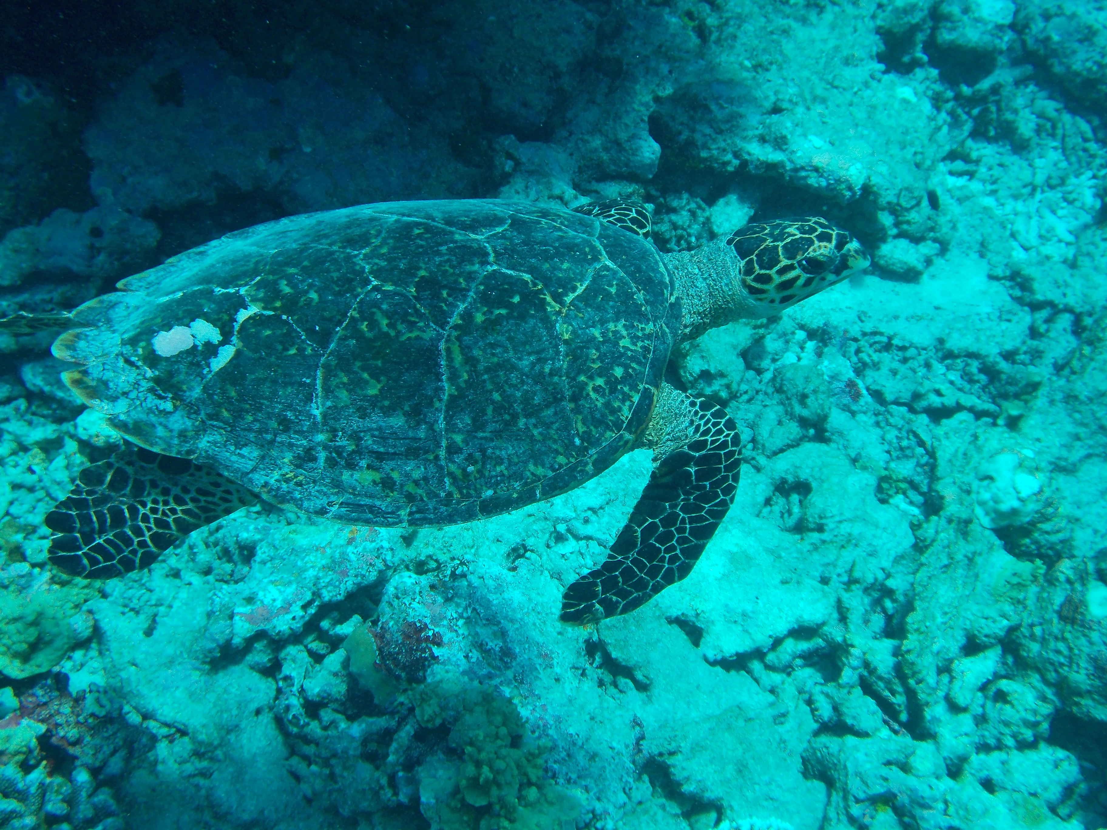 maalifushi-maldives-como-snorkel