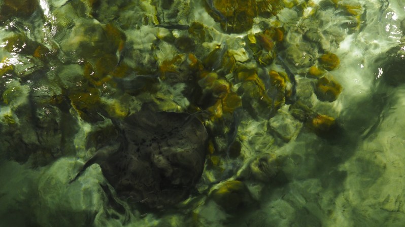 Stingy the sting ray