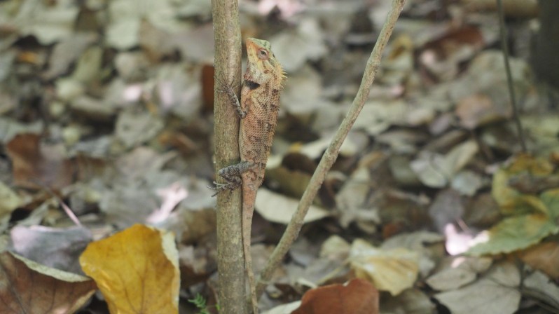 wwellend-reethi-beach-maldives
