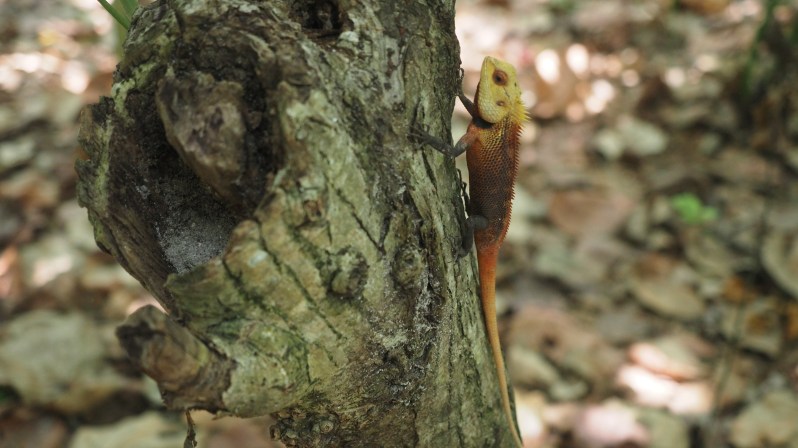 wwellend-reethi-beach-maldives